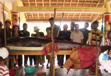 Cá voi bị thương dạt vào bờ  - 1