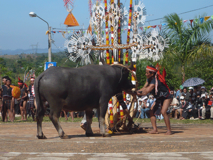 “Thót tim” xem lễ đâm trâu  - 2