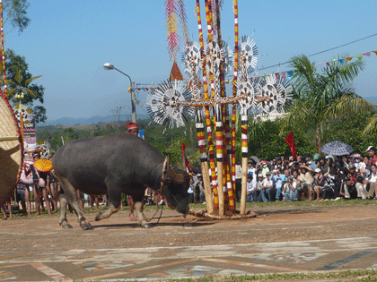 “Thót tim” xem lễ đâm trâu  - 5