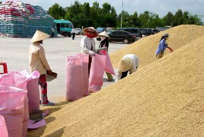 Giá lúa gạo “sốt” từng ngày - 1 Giá lúa gạo “sốt” từng ngày - 1