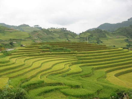 Sững sờ vẻ đẹp ruộng bậc thang Mù Căng Chải - 1 Sững sờ vẻ đẹp ruộng bậc thang Mù Căng Chải - 1