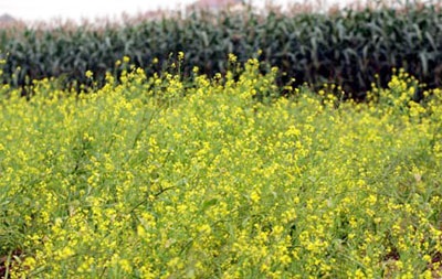 “Mùa vàng hoa cải” xôn xao cả... diễn đàn - 7