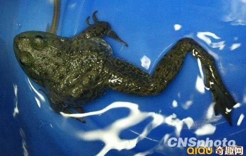Tìm thấy con ếch 7 chân - 2 Tìm thấy con ếch 7 chân - 2