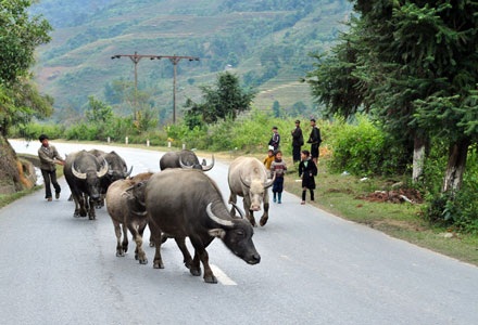 Nhịp sống Sa Pa trong giá rét - 7 Nhịp sống Sa Pa trong giá rét - 7