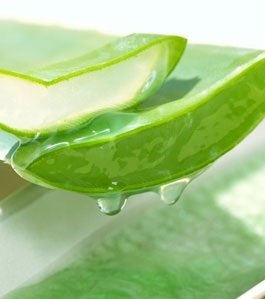 Những điều có thể chưa biết về cây lô hội - 1 Những điều có thể chưa biết về cây lô hội - 1
