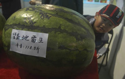 Quả dưa hấu nặng gần 60kg - 2 Quả dưa hấu nặng gần 60kg - 2