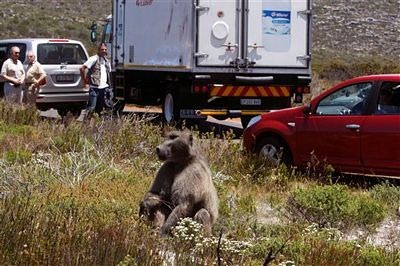 Vụ cướp bóc táo tợn của “tiểu đội khỉ” - 6
