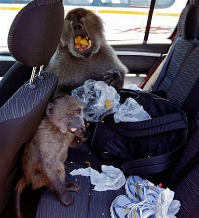 Vụ cướp bóc táo tợn của “tiểu đội khỉ” - 4