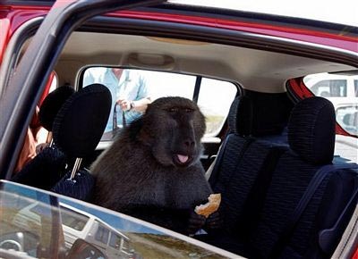 Vụ cướp bóc táo tợn của “tiểu đội khỉ” - 3