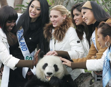 Người đẹp Hoa hậu Quốc tế chơi với gấu trúc - 3 Người đẹp Hoa hậu Quốc tế chơi với gấu trúc - 3