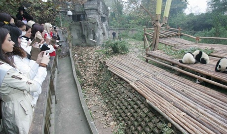 Người đẹp Hoa hậu Quốc tế chơi với gấu trúc - 17 Người đẹp Hoa hậu Quốc tế chơi với gấu trúc - 17