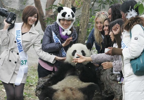 Người đẹp Hoa hậu Quốc tế chơi với gấu trúc - 4 Người đẹp Hoa hậu Quốc tế chơi với gấu trúc - 4