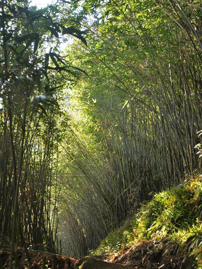 Thưởng lãm vẻ đẹp cây rừng quý hiếm ở độ cao trên 2000m - 5