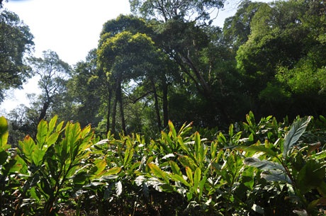 Thưởng lãm vẻ đẹp cây rừng quý hiếm ở độ cao trên 2000m - 6