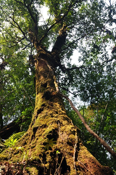 Thưởng lãm vẻ đẹp cây rừng quý hiếm ở độ cao trên 2000m - 7