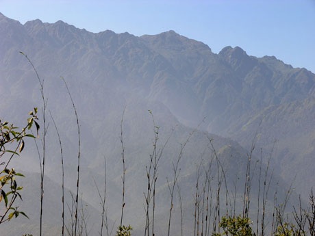 Thưởng lãm vẻ đẹp cây rừng quý hiếm ở độ cao trên 2000m - 9