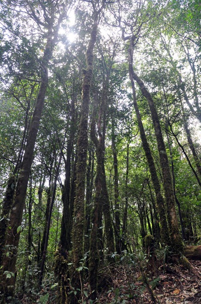 Thưởng lãm vẻ đẹp cây rừng quý hiếm ở độ cao trên 2000m - 8