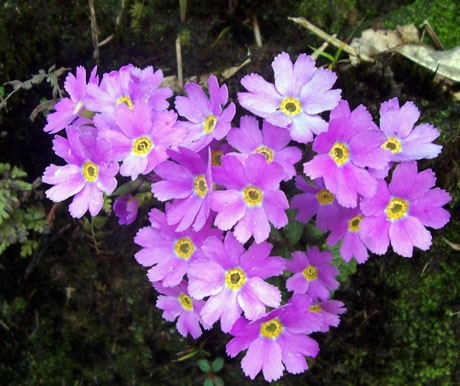 Thưởng lãm vẻ đẹp cây rừng quý hiếm ở độ cao trên 2000m - 11