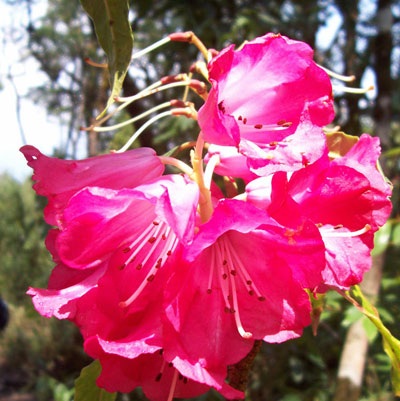 Thưởng lãm vẻ đẹp cây rừng quý hiếm ở độ cao trên 2000m - 1