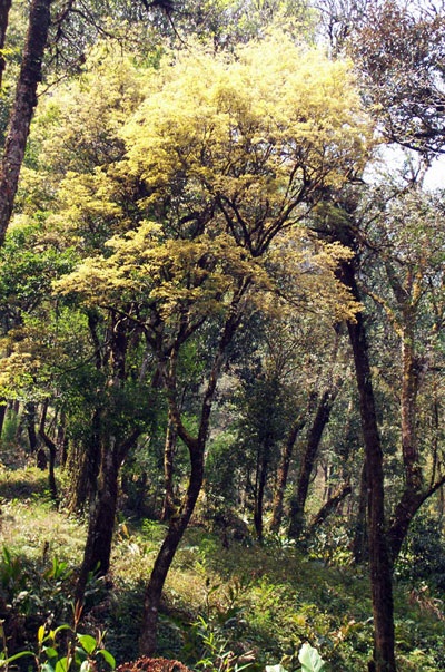 Thưởng lãm vẻ đẹp cây rừng quý hiếm ở độ cao trên 2000m - 3