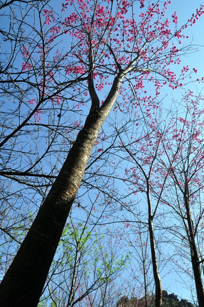 Thưởng lãm vẻ đẹp cây rừng quý hiếm ở độ cao trên 2000m - 4