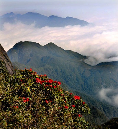 Thưởng lãm vẻ đẹp cây rừng quý hiếm ở độ cao trên 2000m - 2