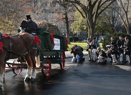 Nhà Trắng đón cây thông Noel - 2 Nhà Trắng đón cây thông Noel - 2