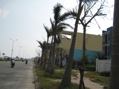 Cây cảnh dọc đường biển 5 sao dài nhất Việt Nam đang héo úa - 2 Cây cảnh dọc đường biển 5 sao dài nhất Việt Nam đang héo úa - 2