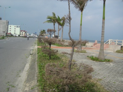 Cây cảnh dọc đường biển 5 sao dài nhất Việt Nam đang héo úa - 8 Cây cảnh dọc đường biển 5 sao dài nhất Việt Nam đang héo úa - 8