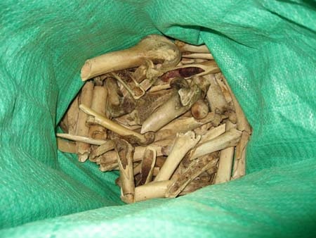 Nghi vấn một vụ nấu cao hổ giữa lòng Hà Nội - 2 Nghi vấn một vụ nấu cao hổ giữa lòng Hà Nội - 2