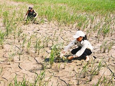 Bắc Bộ “vật vã” trong khô hạn - 1 Bắc Bộ “vật vã” trong khô hạn - 1
