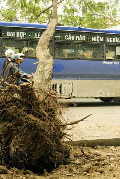 Cây bật gốc đè ngang xe khách - 2 Cây bật gốc đè ngang xe khách - 2