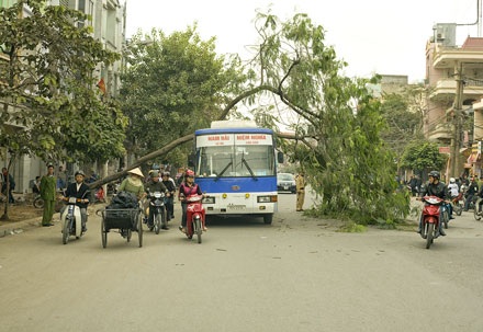Cây bật gốc đè ngang xe khách - 1 Cây bật gốc đè ngang xe khách - 1
