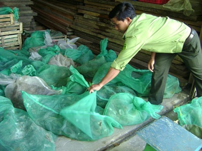 Thu giữ gần 1.200kg động vật hoang dã quý hiếm - 1 Thu giữ gần 1.200kg động vật hoang dã quý hiếm - 1