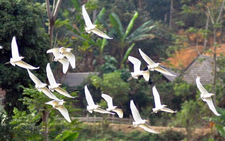 Cò bay trắng trời Bát Xát - 4