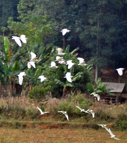 Cò bay trắng trời Bát Xát - 5