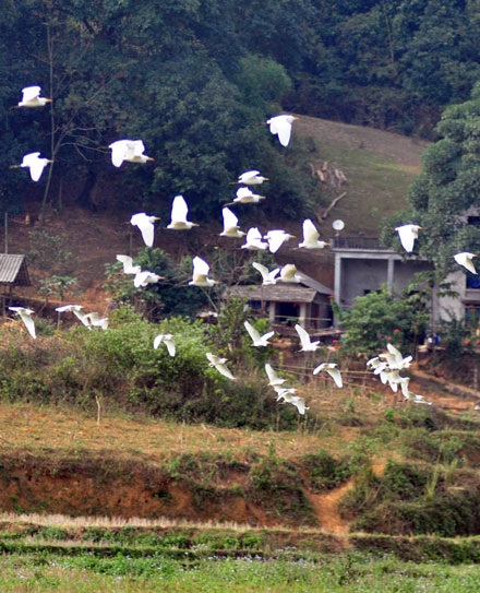 Cò bay trắng trời Bát Xát - 6