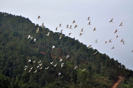 Cò bay trắng trời Bát Xát - 8