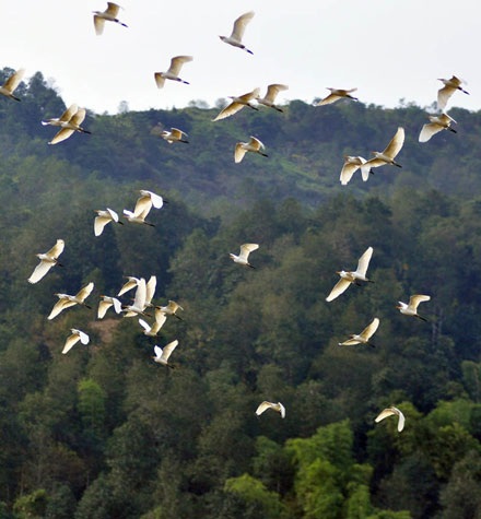 Cò bay trắng trời Bát Xát - 9