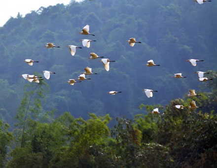 Cò bay trắng trời Bát Xát - 10