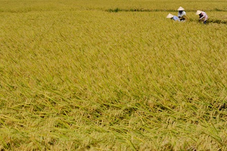 Việt Nam ứng phó với biến đổi khí hậu qua ống kính người nước ngoài - 5 Việt Nam ứng phó với biến đổi khí hậu qua ống kính người nước ngoài - 5