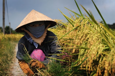 Việt Nam ứng phó với biến đổi khí hậu qua ống kính người nước ngoài - 6 Việt Nam ứng phó với biến đổi khí hậu qua ống kính người nước ngoài - 6