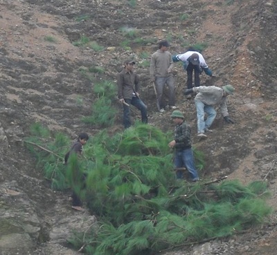 “Hạ sát” thông rừng mùa Noel - 5