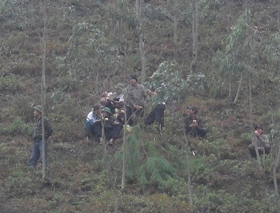 “Hạ sát” thông rừng mùa Noel - 2