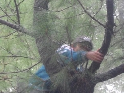 “Hạ sát” thông rừng mùa Noel - 3