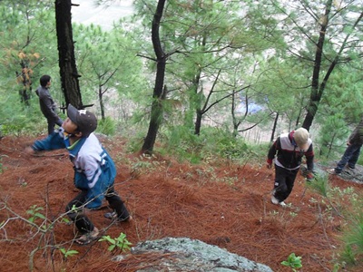 “Hạ sát” thông rừng mùa Noel - 1
