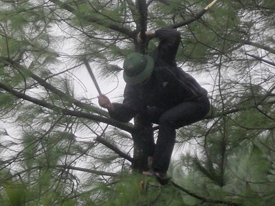 “Hạ sát” thông rừng mùa Noel - 4