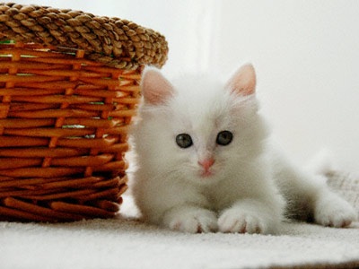 “Tình địch” ở trong nhà (1) - 1