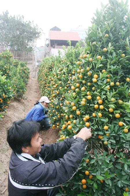 Quất Tứ Liên, đào Nhật Tân hào hứng “ngóng” giá thị trường - 2