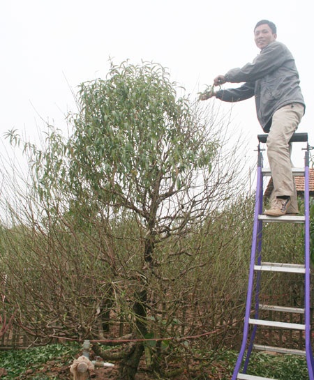 Quất Tứ Liên, đào Nhật Tân hào hứng “ngóng” giá thị trường - 4
